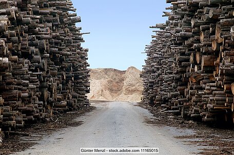 Waste wood storage yard (stock photo)