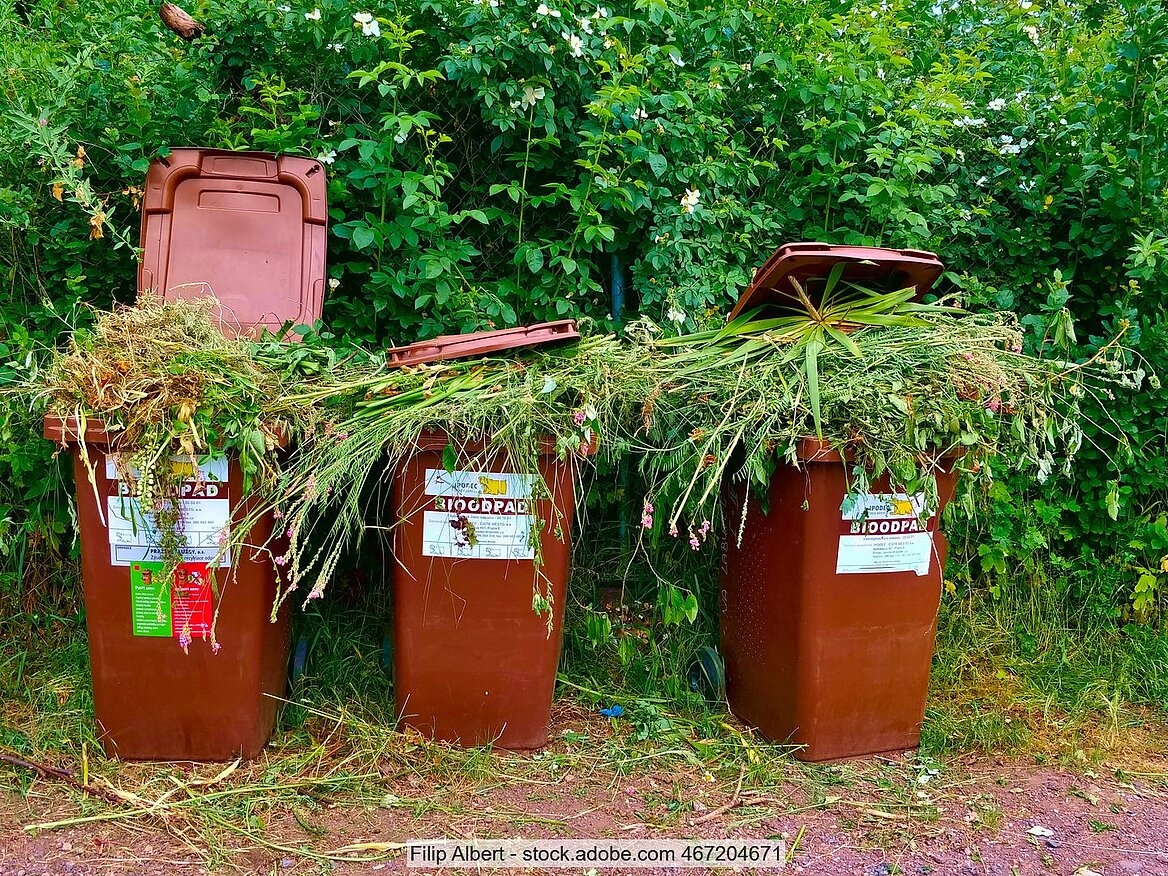 Three brown bio-waste bins lined up in front of a hedge in a brick-paved driveway. They are labelled in Czech and filled so high with grass clippings that the lids no longer close.