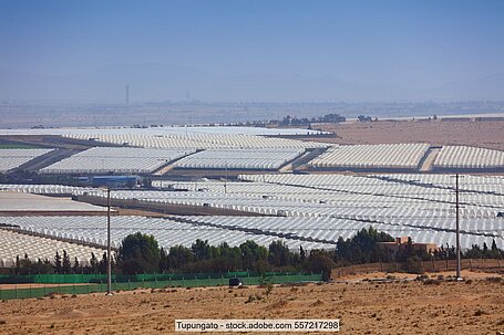 Large-scale greenhouse plantation in Morocco (stock photo)