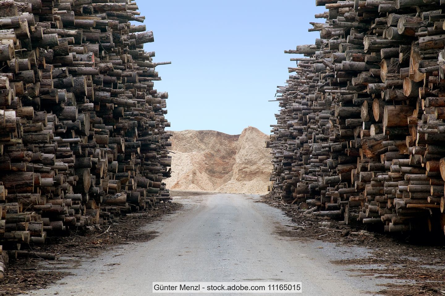 Waste wood storage yard (stock photo)